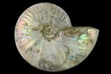 Silver Iridescent Ammonite (Cleoniceras) Fossil - Madagascar #137397-1